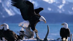 Birds Eagles bald eagles