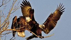 Birds Eagles Challenge