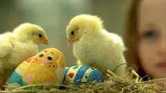 Birds Easter Eggs chicks (chickens) baby birds