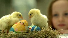 Birds Easter nest chicks (chickens) baby birds