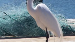 Birds egret heron ardea