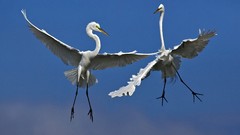 Birds egrets