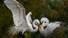 Birds egrets great egret