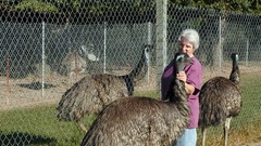 Birds emu