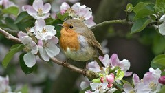 Birds England blossoms european robins