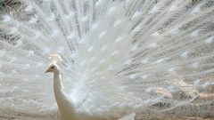 Birds feathers Peacocks