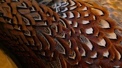 Birds feathers pheasant