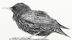 Birds feathers sketches starling