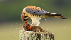 Birds feeding bird of prey falcon bird