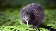 Birds Ferns baby birds Kiwi Bird