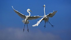 Birds Fighting blue skies egrets