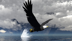 Birds fish Eagles