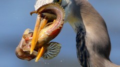 Birds fish eating herons