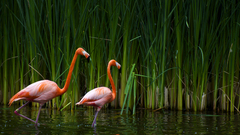 Birds flamingos