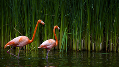 Birds flamingos