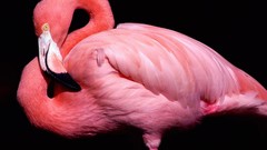 Birds flamingos black background