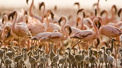 Birds flamingos Tanzania baby birds
