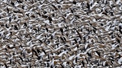 Birds flock geese