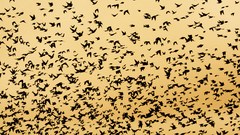 Birds flock skyscapes starling