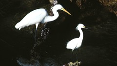Birds Florida Islands snowy egret egrets