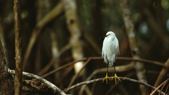 Birds Florida national park