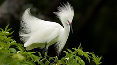 Birds Florida snowy egret egrets