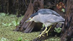 Birds Florida swamps herons