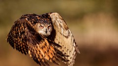 Birds flying national geographic Owls wildlife eagle owl
