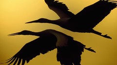 Birds flying silhouettes storks