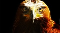 Birds Fractalius Eagles Photo