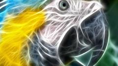 Birds Fractalius Parrots Photo