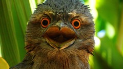 Birds Frogmouth