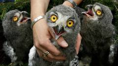 Birds funny yellow eyes