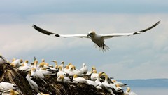 Birds gannets