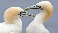 Birds gannets