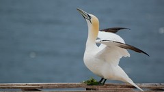 Birds gannets