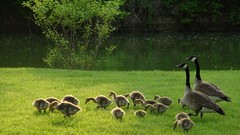 Birds geese baby birds canadian geese