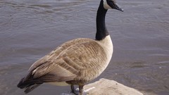 Birds geese canadian geese