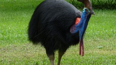 Birds giant cassowary