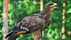 Birds golden eagle