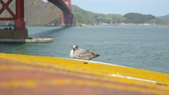 Birds golden gate bridge