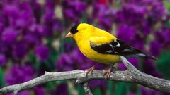 Birds goldfinch