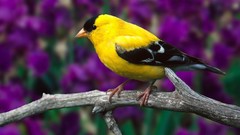 Birds goldfinch