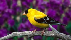 Birds goldfinch Finches