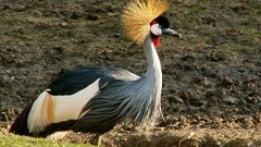 Birds Grey Crowned Crane