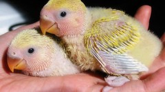 Birds hands baby birds love bird