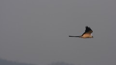 Birds hawk Eagles Skie