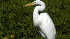 Birds heron egret ardea