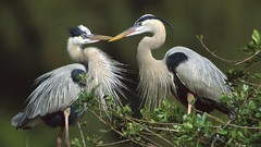 Birds herons