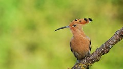 Birds hoopoe